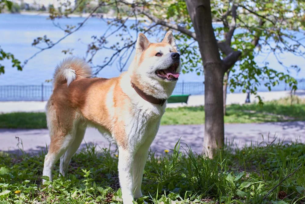 O Akita Inu é um cachorro mais protetor e reservado do que o mini Shiba