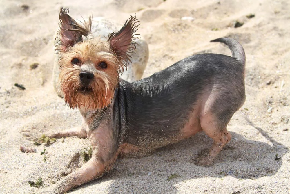 Peludo, o cachorro York ama brincar na praia