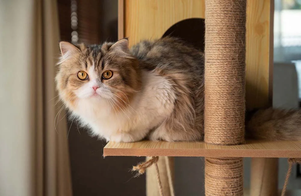 Gato Persa: fotos mostram o quanto esse gato é peludo