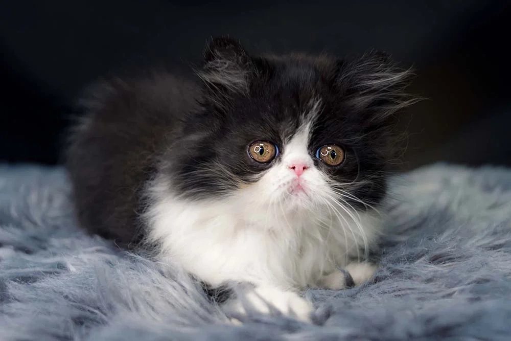 Gato Persa pode ter diferentes cores, como preto e branco