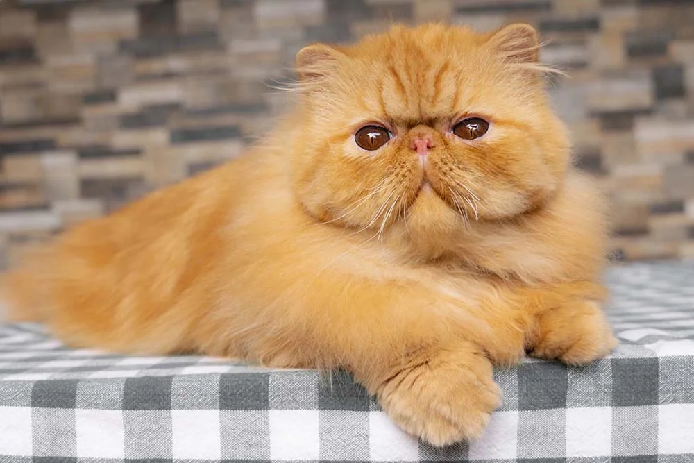 As imagens de gato Persa laranja são apaixonantes
