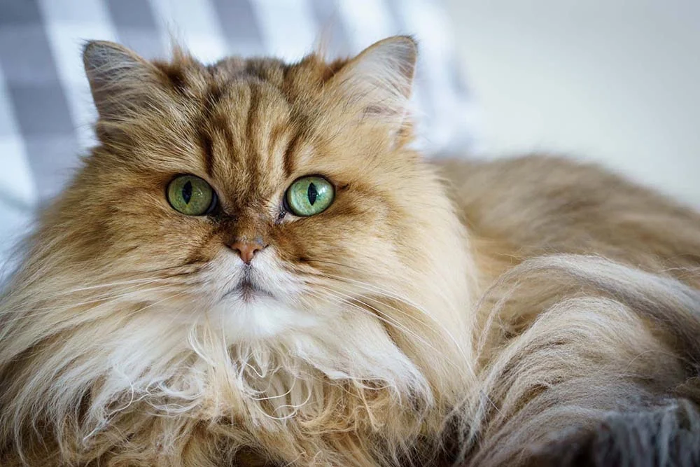 As cores de gato Persa são tão variadas que chegam a mais de 100 tonalidades diferentes