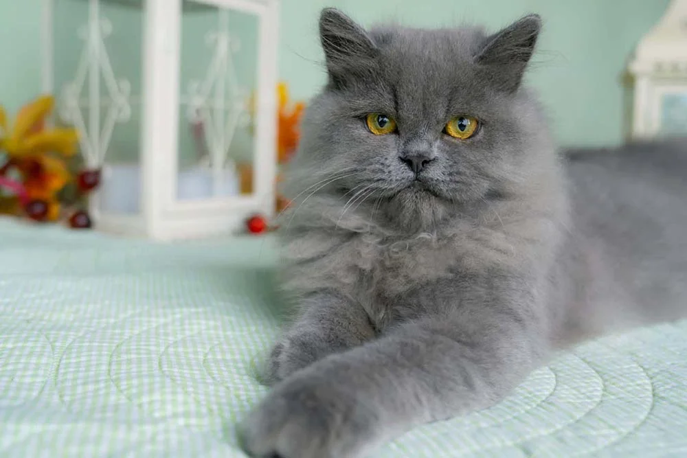O gato Persa cinza é um dos mais aclamados