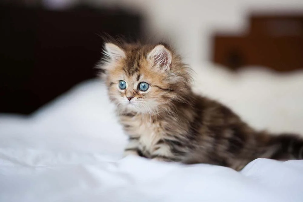 Gato Persa: preço do filhote costuma depender da cor da pelagem