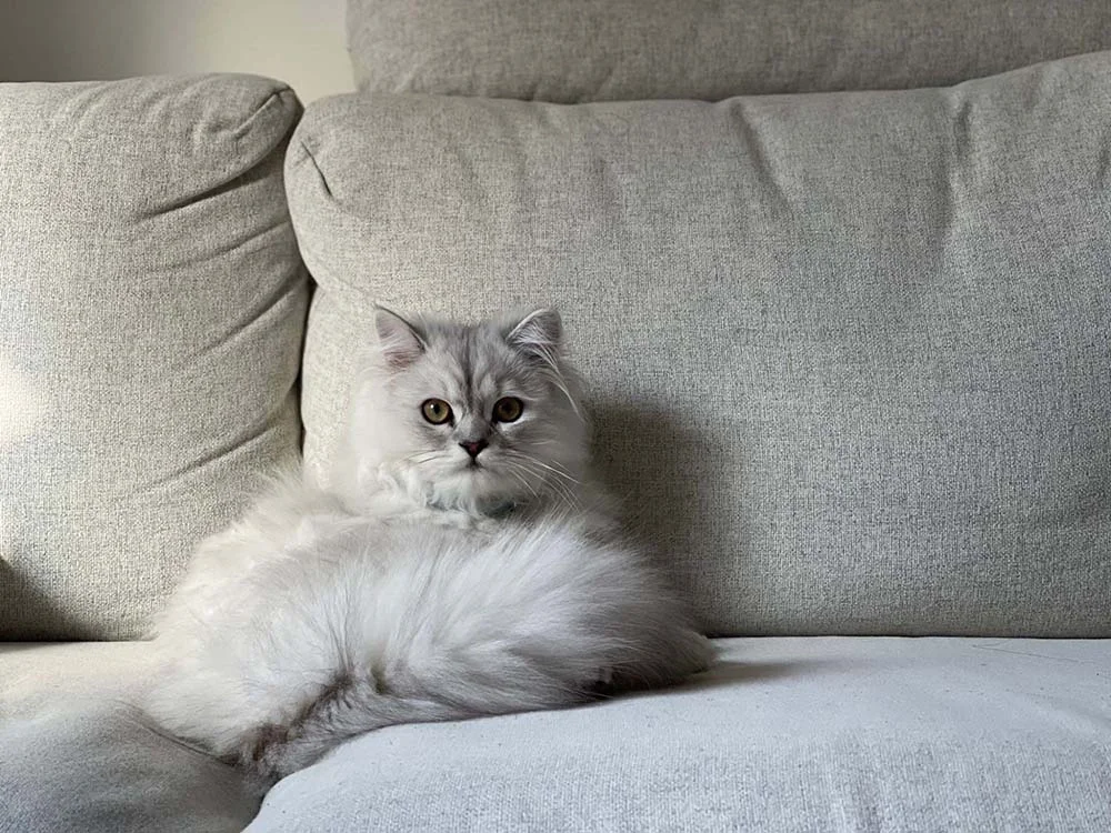 Persa: gato aprecia momentos de descanso