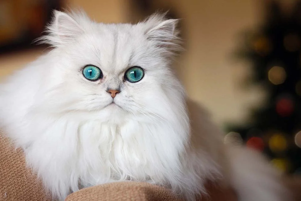O gato Persa branco de olhos azuis tem mais chances de ter surdez congênita