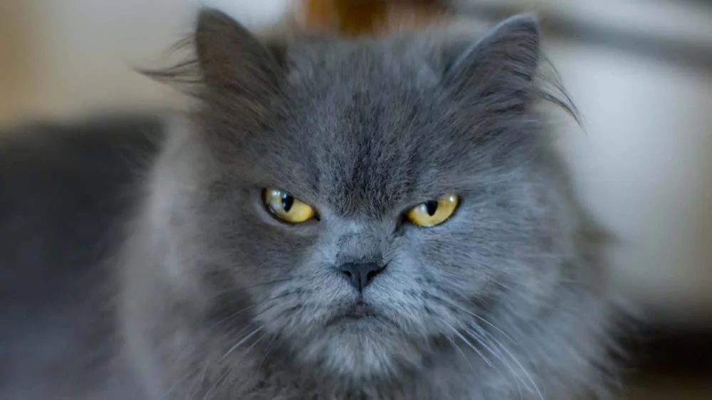 Uma das características do gato Persa é que esse é um animal bem expressivo