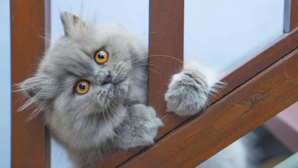 Não existem tipos de gato Persa, mas o gato Exótico de Pelo Curto lembra bastante a raça