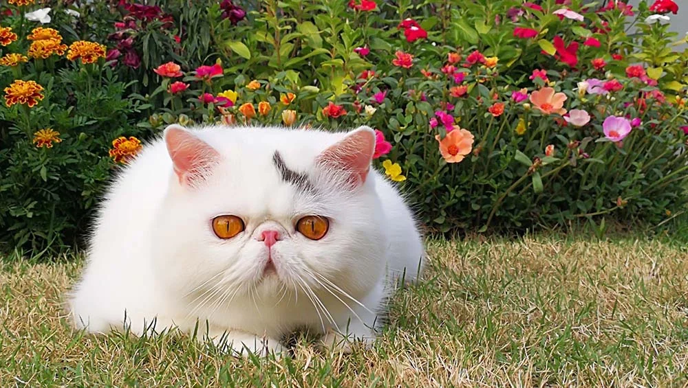 O gato Persa é um gato mais caseiro e menos acostumado com as ruas