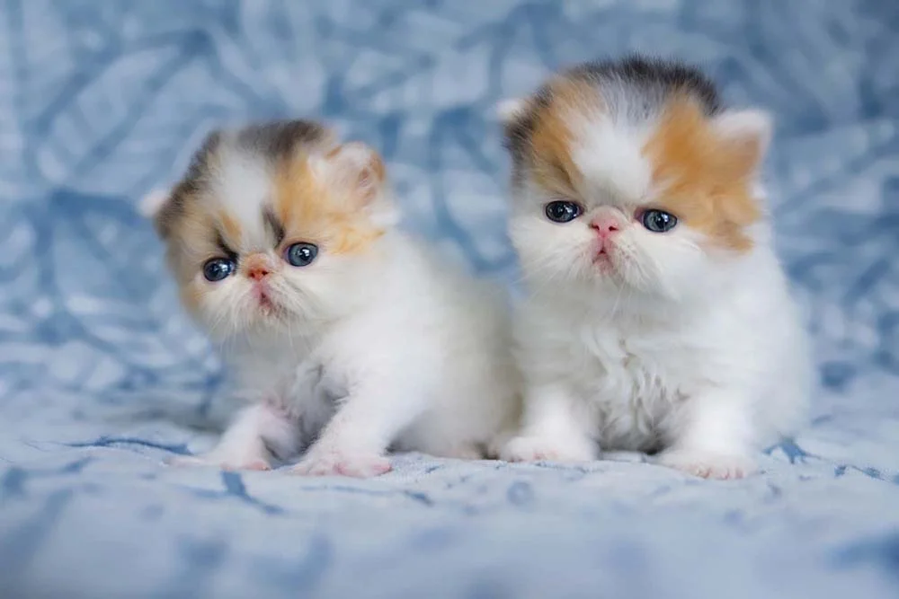 Fotos de gatos Persas filhotinhos são capazes de deixar qualquer um apaixonado