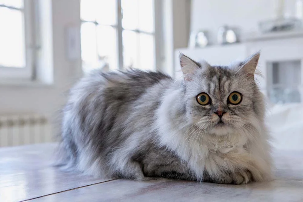 Persa: gato é considerado um dos mais preguiçosos que existe