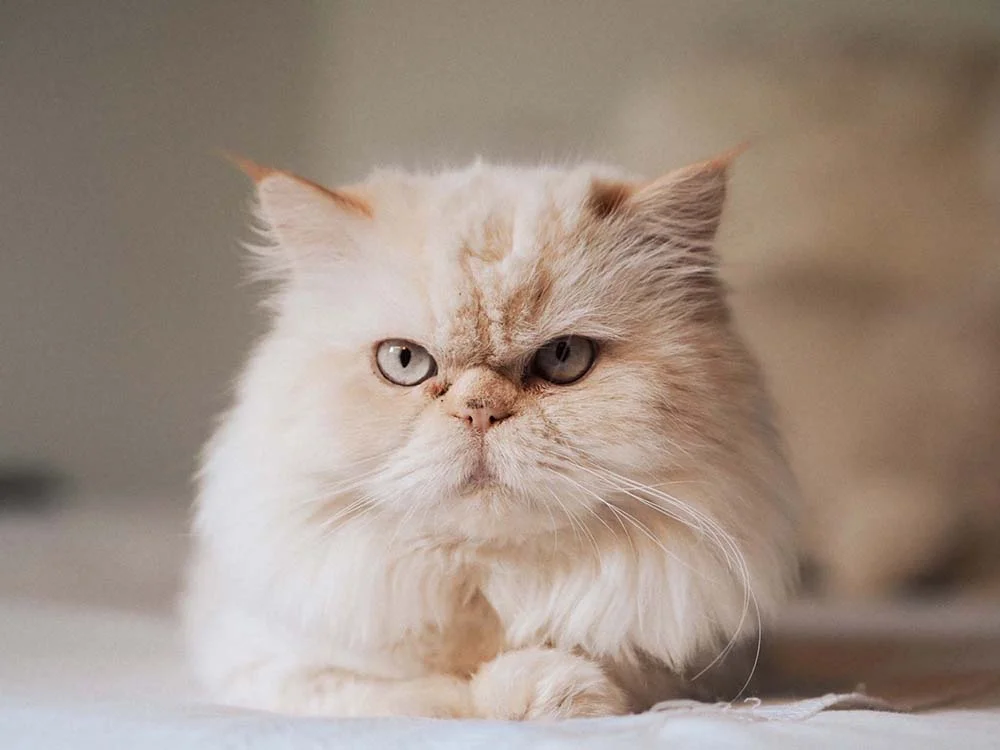 Acredite: o gato Persa é uma raça muito amigável e mansa