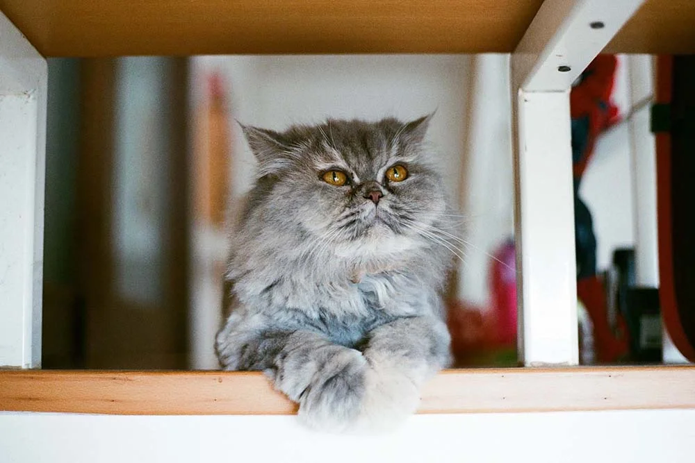 Raça de gato Persa tem hábitos mais horizontais do que verticais