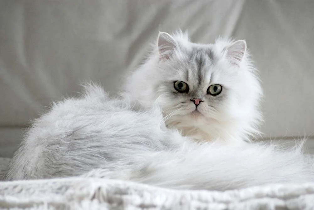 Raça de gato Persa é propenso a alergias e dermatites por causa da longa pelagem