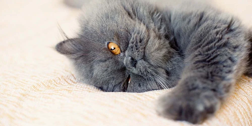 Saúde do Persa: gato pode sofrer com problemas renais ao longo da vida