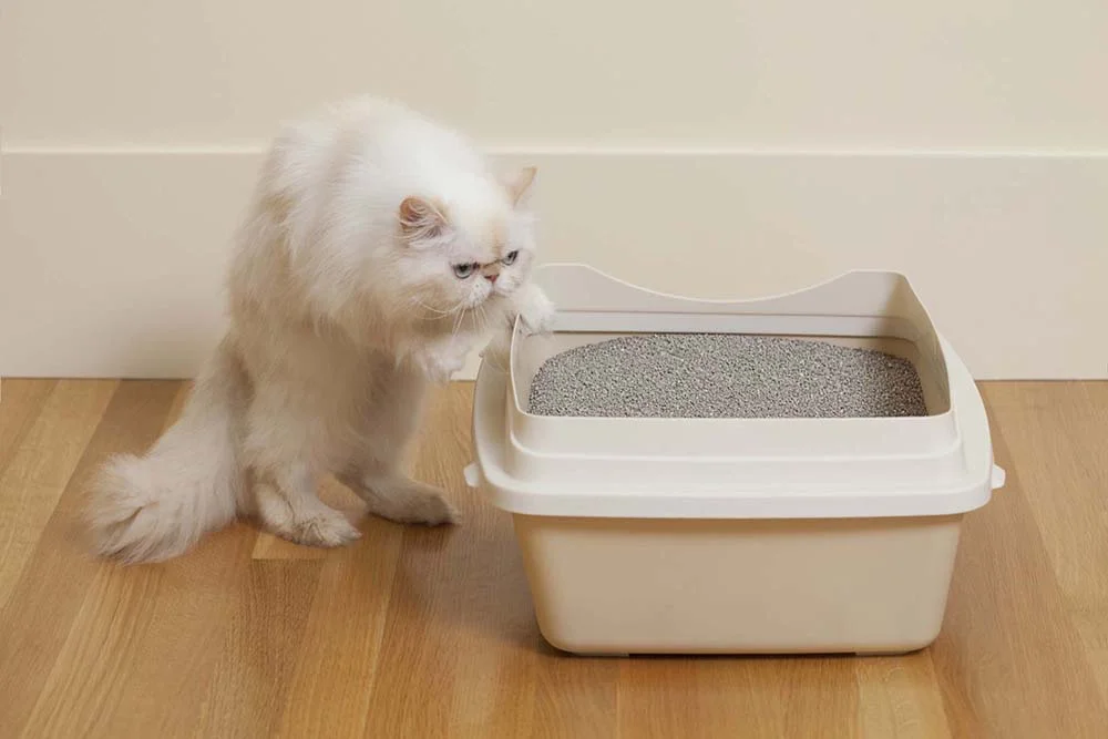 Na vida real ou em foto, gato Persa é capaz de usar a caixinha de areia sem problemas