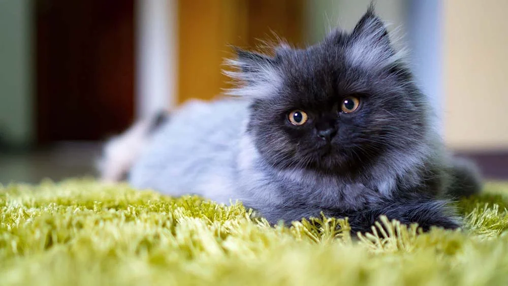 O gato Persa precisa de cuidados especiais com a pelagem depois de se expor às ruas