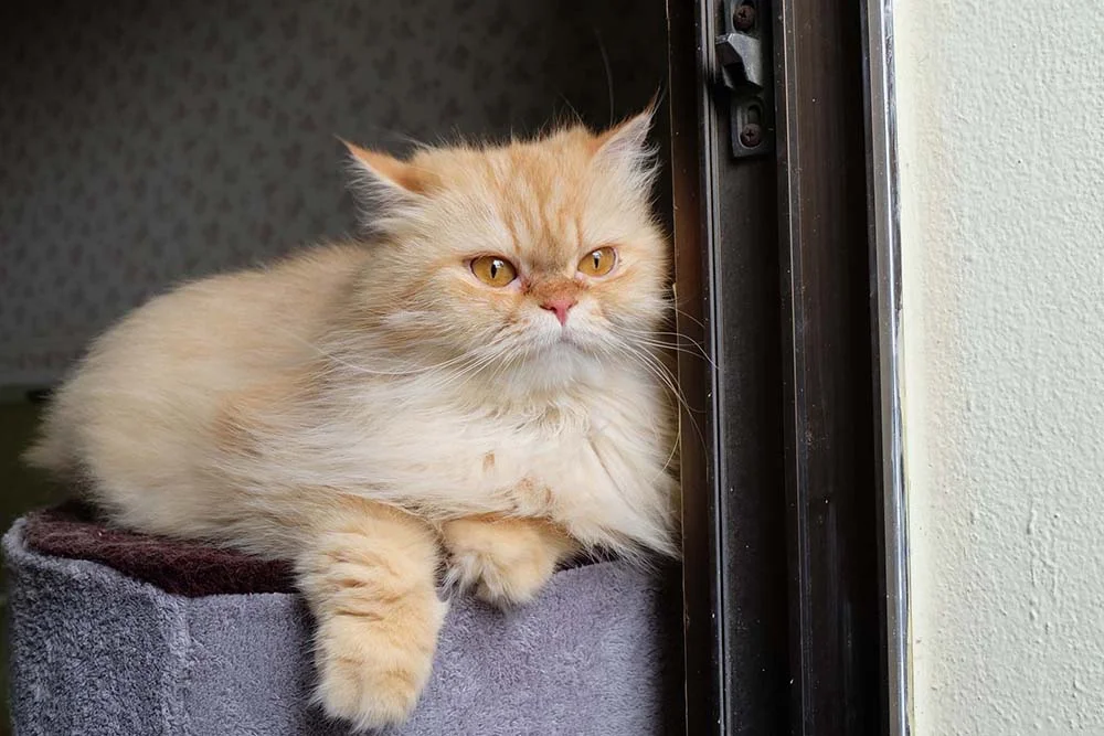 A raça de gato Persa precisa ter os dentes escovados semanalmente para evitar o tártaro