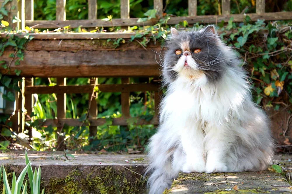 Braquicefálico, o gato Persa acumula secreções nos olhos que requer limpezas regulares