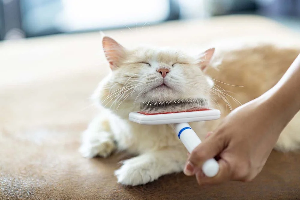 Escovar os pelos do gato Persa é um hábito necessário