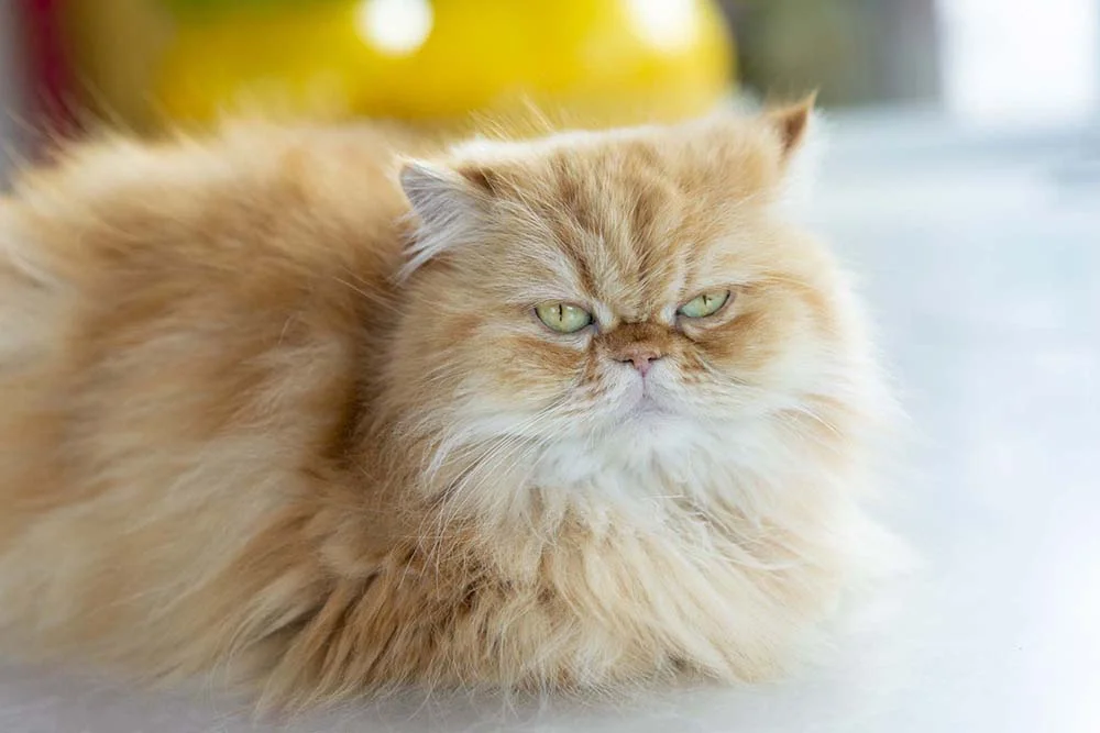 Por ser peludo, o gato Persa dá a impressão de ser maior do que realmente é