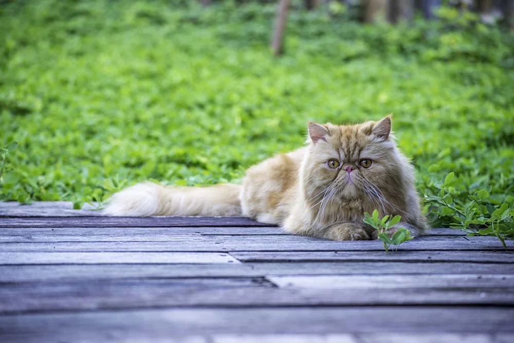 É raro ver um gato Persa estressado ou ansioso