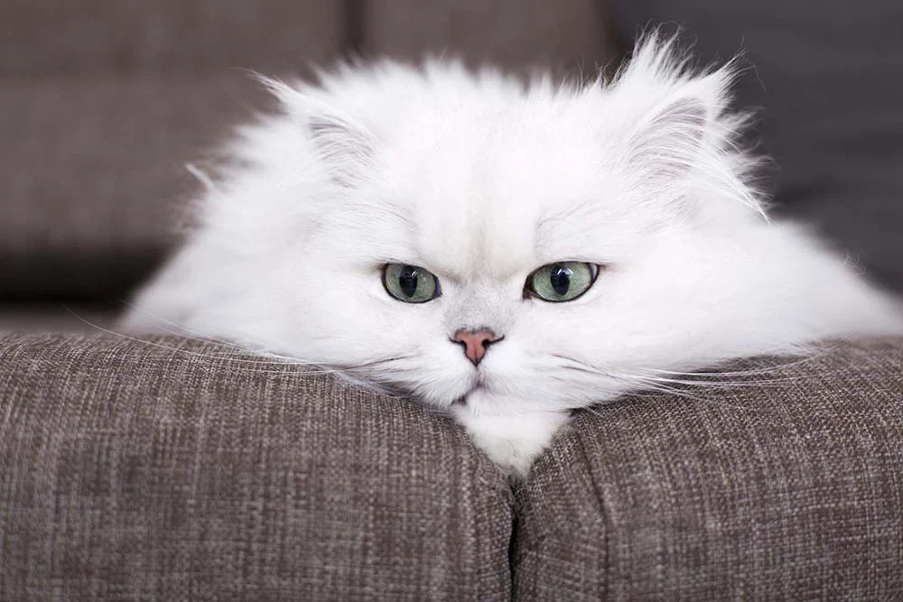 Fotos do gato Persa revelam como o animal é atento