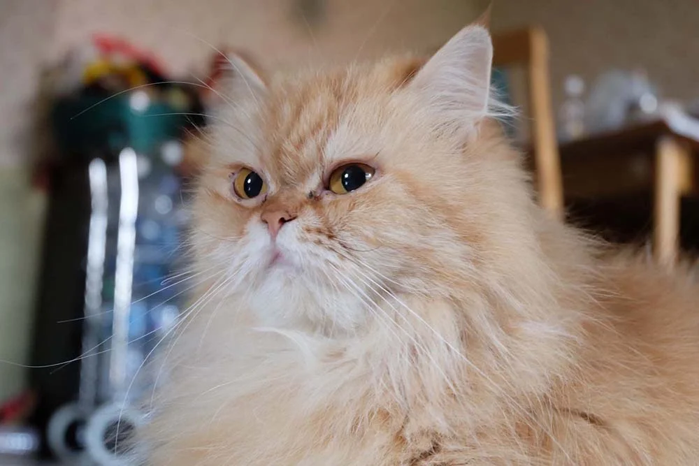 Fotos do gato Persa: apesar de apegado, raça é independente