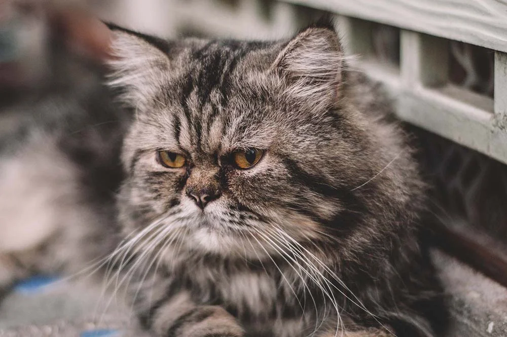 Raça de gato Persa cinza ou mesclado costuma ser carinhoso e extrovertido
