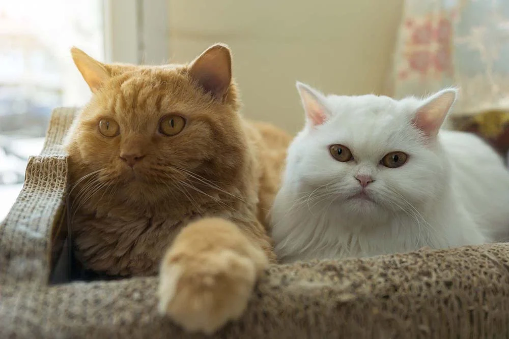Fotos de gatos Persas: raça convive bem com outros animais (da mesma espécie ou não)