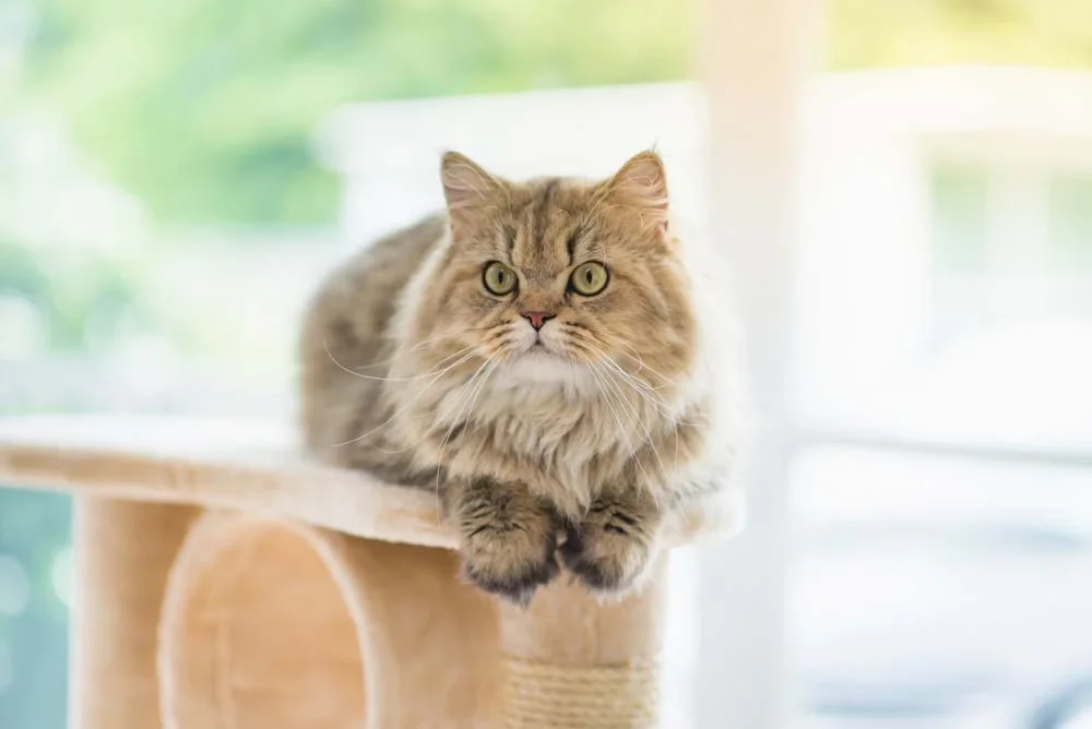 Cuidar do gato Persa não é difícil, mas exige visitas regulares ao veterinário