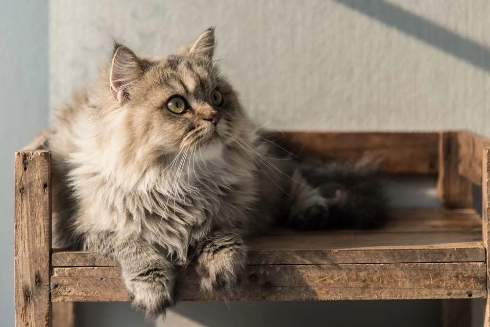 Persa: gato pode ser tosado se tiver pelos muito densos, especialmente no verão