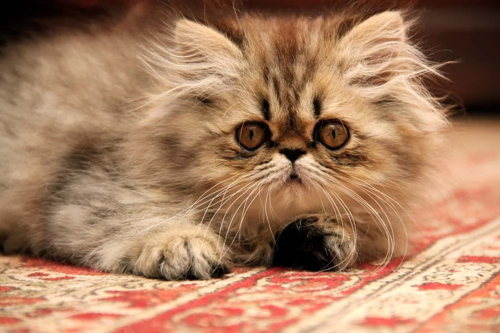 Raça de gato Persa é bem esperta e inteligente
