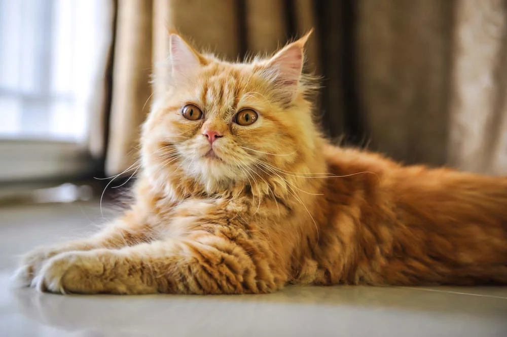 Raça de gato Persa laranja costuma ser dengosa e descontraída