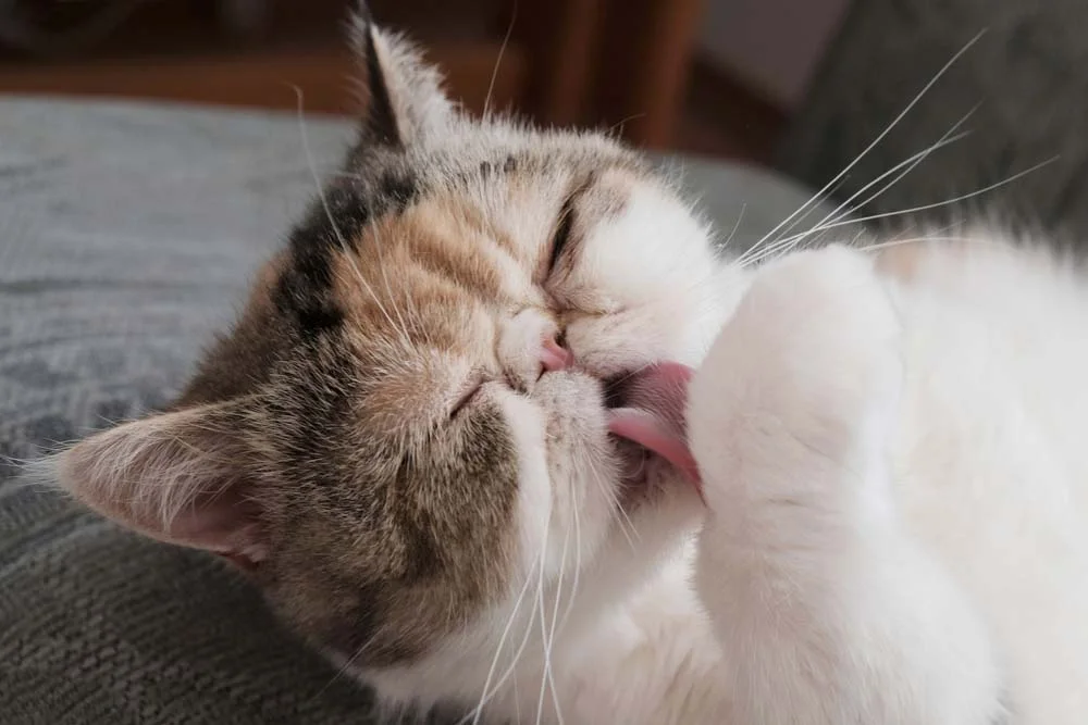 Gato Persa pode sofrer com as temidas bolas de pelo se não for escovado sempre