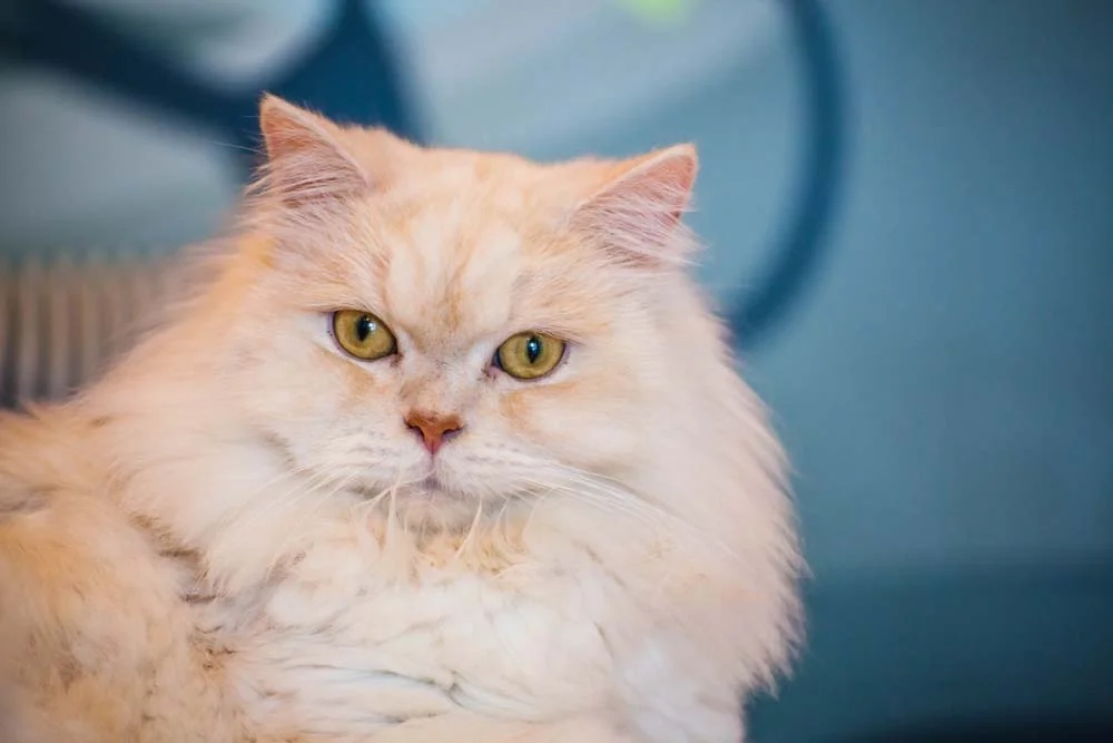 Apesar de comunicativo, gato Persa não tem o hábito de miar muito