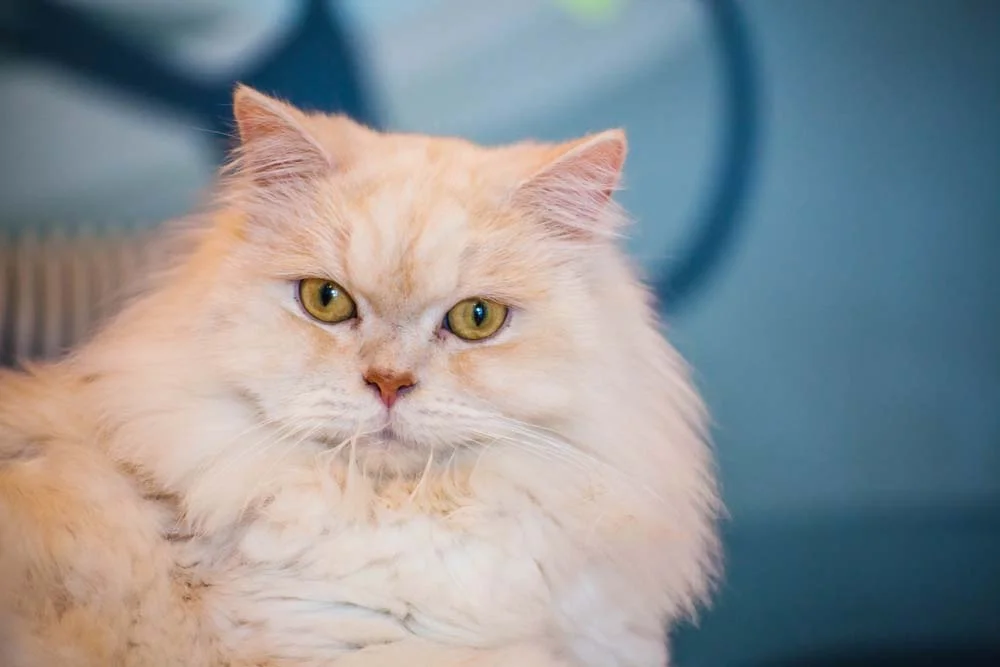 Apesar de comunicativo, gato Persa não tem o hábito de miar muito Apesar de comunicativo, gato Persa não tem o hábito de miar muito