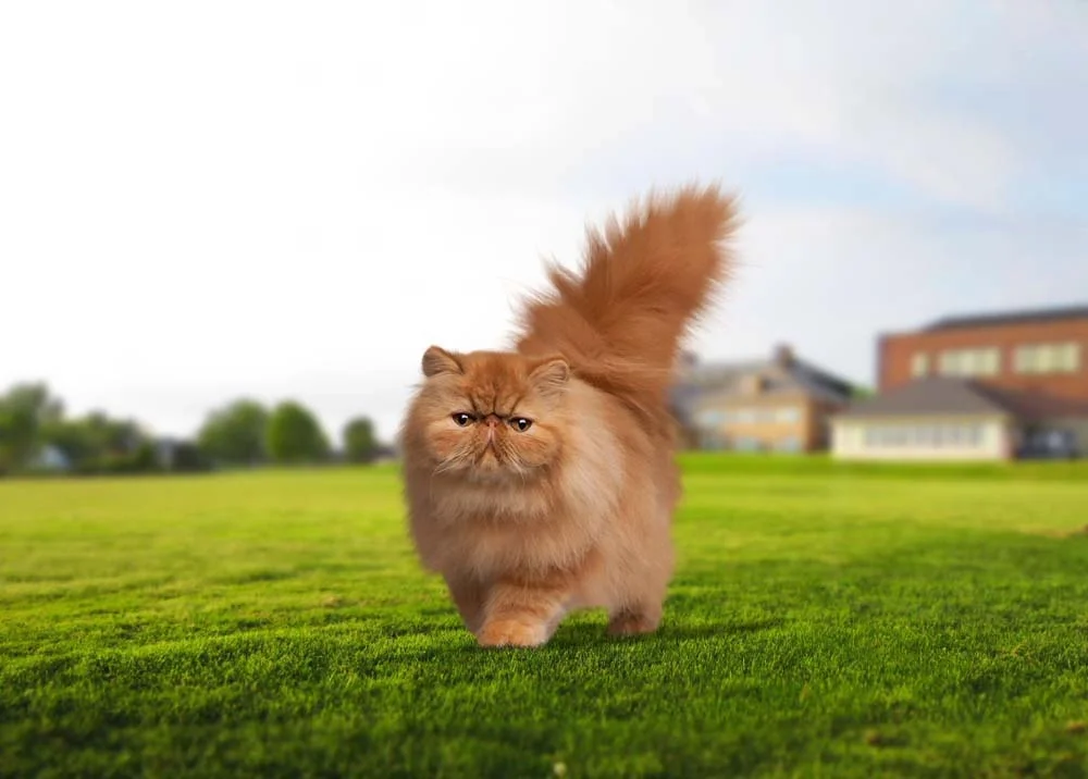 Se passear com gato Persa ao ar livre, é importante verificar presença de parasitas depois