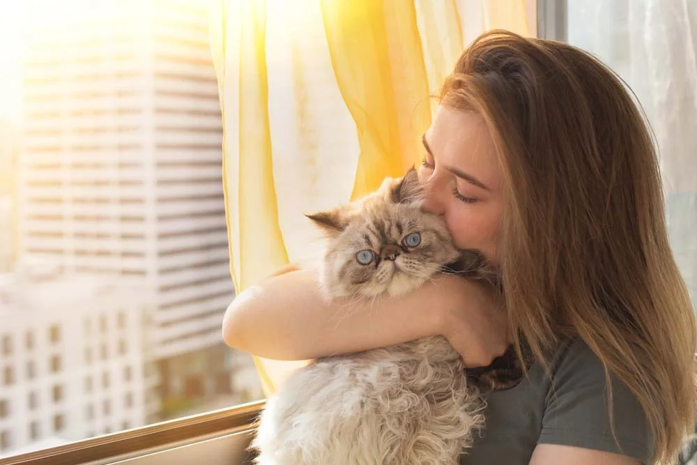 Fazer carinho no gato Persa deixa qualquer pessoa mais feliz