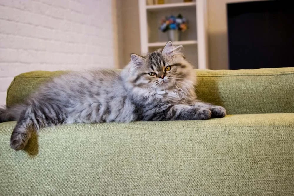 Raça de gato Persa é a companhia ideal para muitas famílias