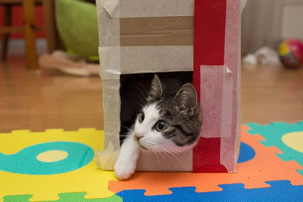 Descubra como fazer caixa de papelão virar um circuito para o seu gatinho!