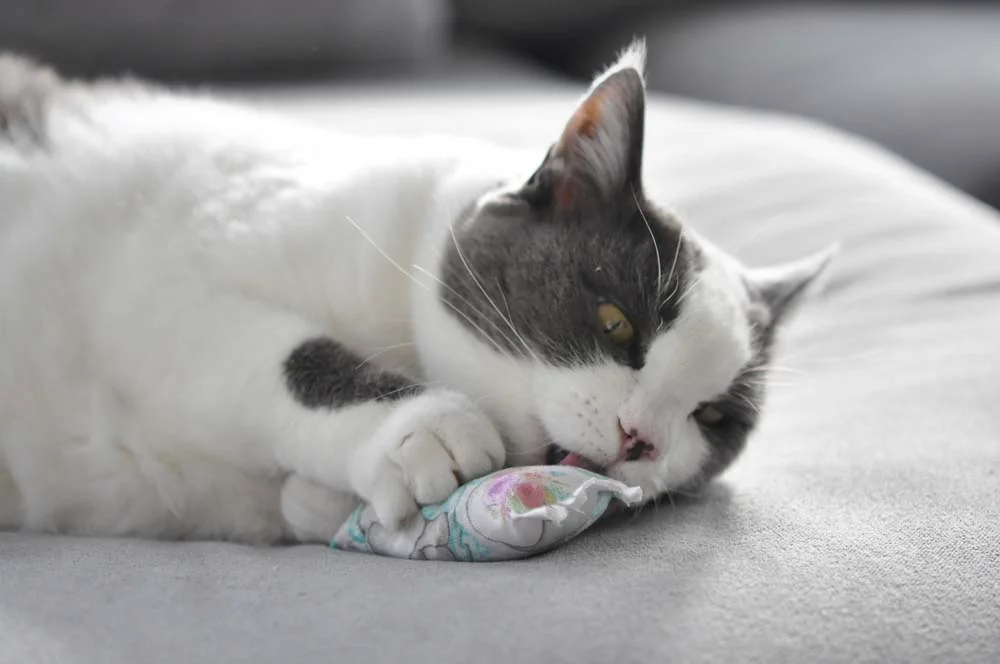 Brinquedos para gatos: que tal rechear uma almofadinha com catnip e oferecer pro seu gatinho?