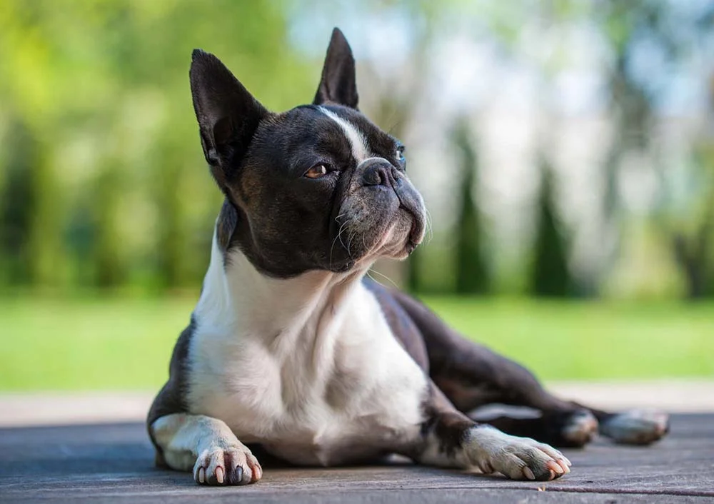 O Boston Terrier tem porte pequeno, com uma altura de no máximo 43 cm