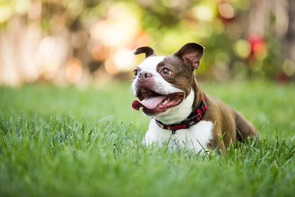 O peso do Boston Terrier é, em média, de 5 Kg a 11 Kg