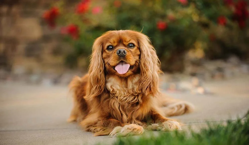 O Cavalier King Charles Spaniel é um cão pequeno que mede até 30 cm