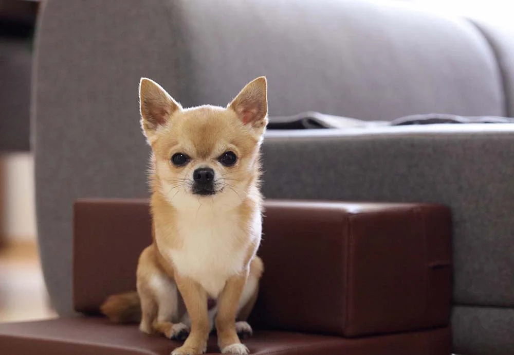 O Chihuahua mede entre 15 cm e 23 cm, levando o título de menor cão do mundo