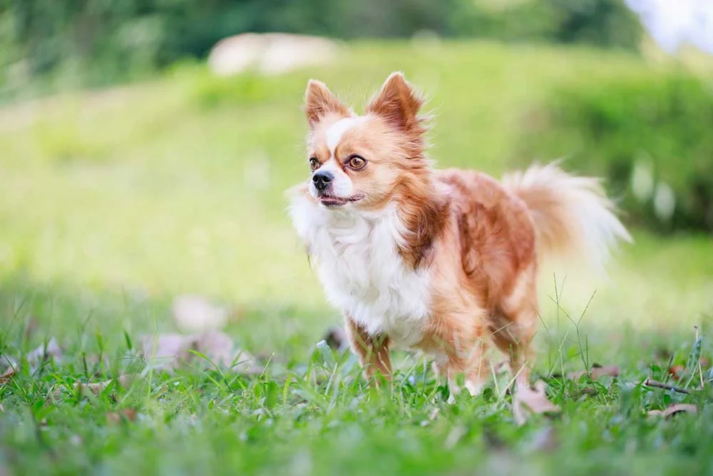 O cachorro Chihuahua é bem leve, pesando entre 1,5 Kg e 3 Kg