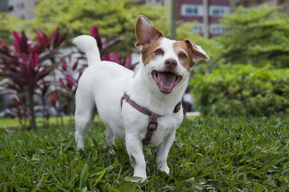 O Jack Russel Terrier é um cachorro que não tem mais de 30 cm