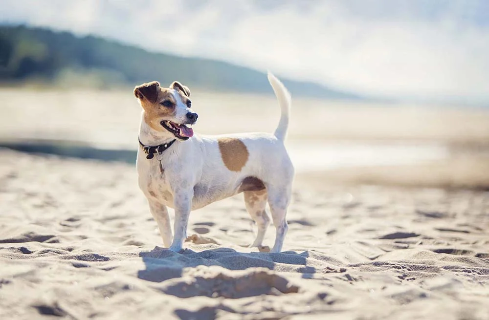 O cachorro Jack Russel Terrier costuma pesar cerca de 7 Kg