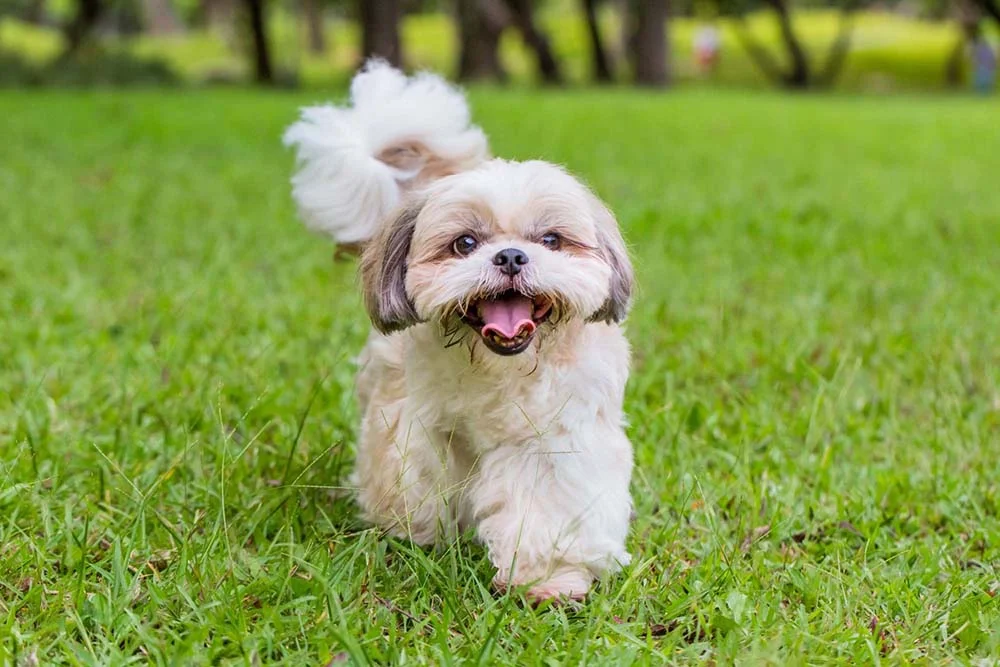 O cachorro Shih Tzu é super querido e mede cerca de 27 cm